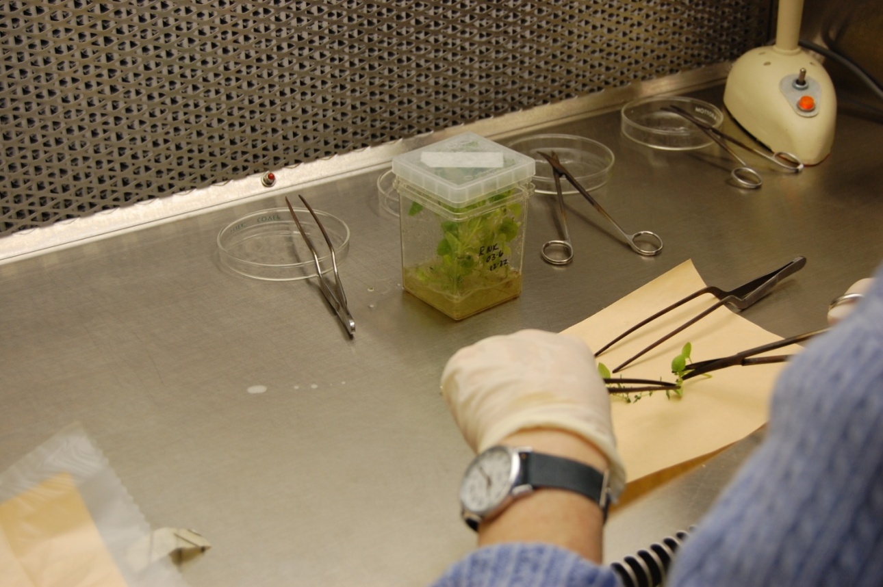 Maintaining potato varieties in tissue culture and why variety trials